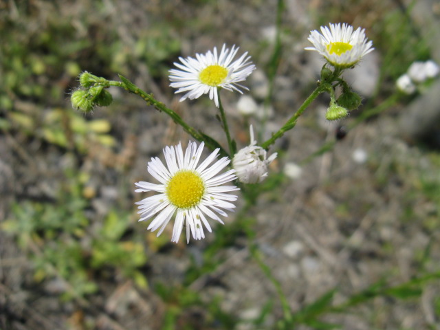 植物編のキク科のヘラバヒメジョオン(箆葉姫女苑)