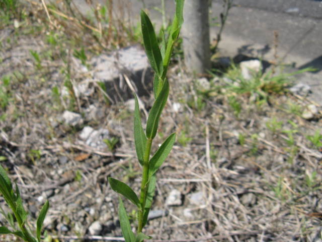 植物編のキク科のヘラバヒメジョオン(箆葉姫女苑)