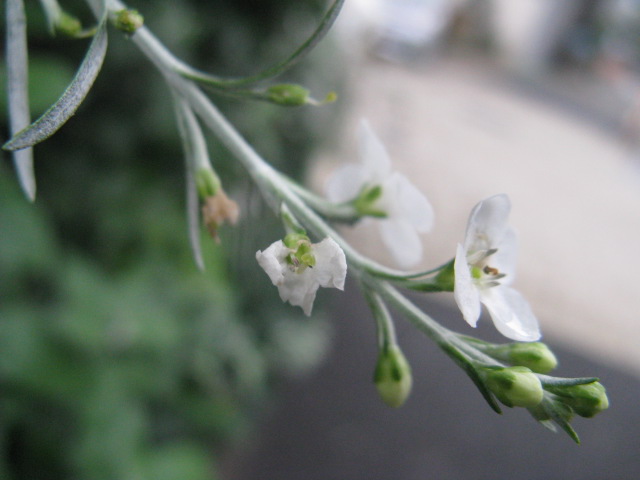 植物編のフジウツギ科のゴンフォスティグマ（ゴンフォスティグマ）