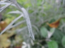 植物編のフジウツギ科のゴンフォスティグマ（ゴンフォスティグマ）
