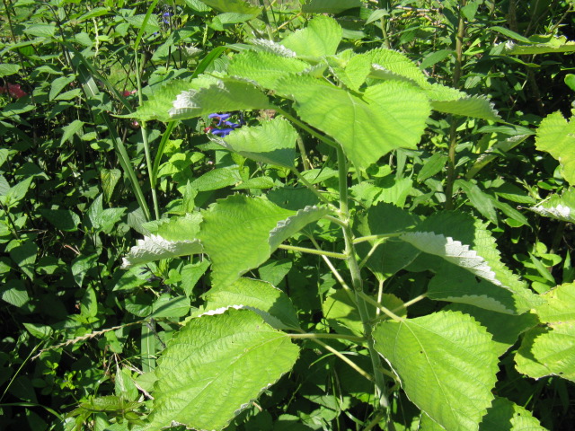 植物編のイラクサ科のナンバンカラムシ（南蛮茎蒸）