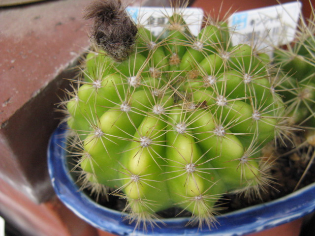植物編のサボテン科のキンセイマル