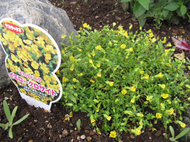 植物編のゴマノハグザ科のメカルドニア（メカルドニア）