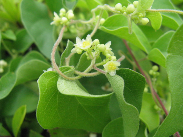 植物編のツヅラフジ科のアオツヅラフジ（青葛藤）