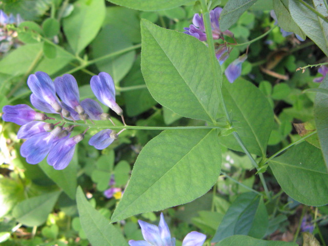 植物編のマメ科のナンテンハギ(南天萩)