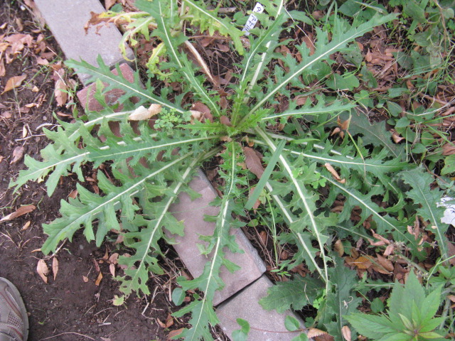 植物編のキク科のタカアザミ