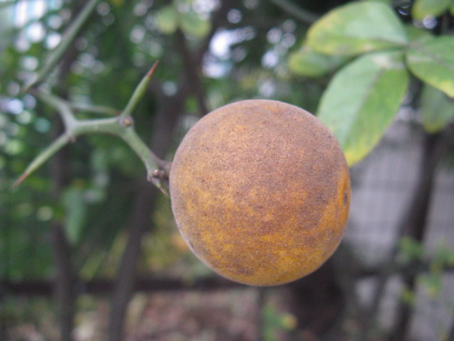 植物編のミカン科のカラタチ（枳殻）