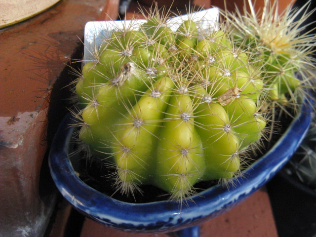 植物編のサボテン科のキンセイマル