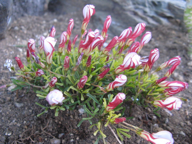 植物編のカタバミ科のオキザリス パーシーカラー