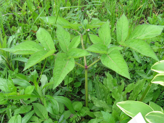 植物編のウコギ科のウド