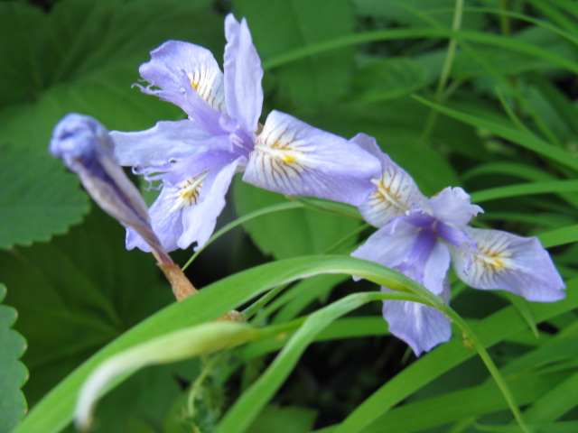 植物編のアヤメ科のヒメシャガ