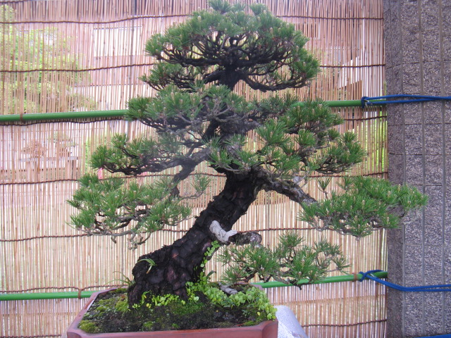 植物編のマツ科のクロマツ（黒松）