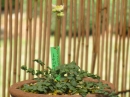 植物編のキンポウゲ科のカラマツソウ（落葉松草）
