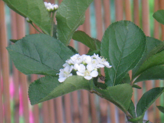 植物編のバラ科のニホンカマツカ（日本鎌柄）