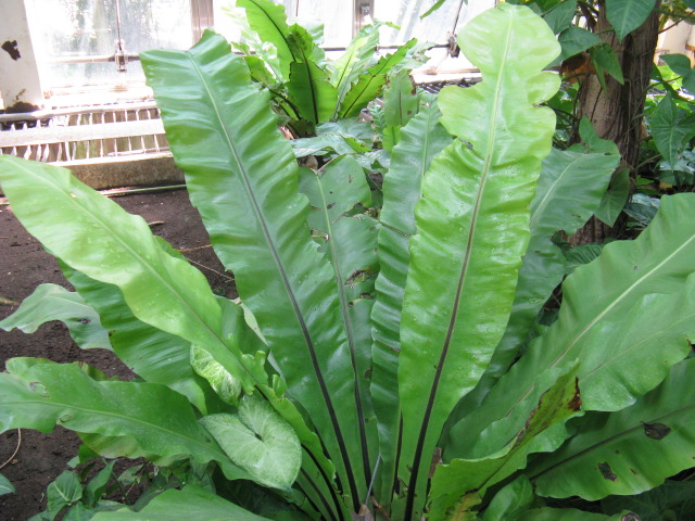 植物編のチャセンシダ科のシマオオタニワタリ