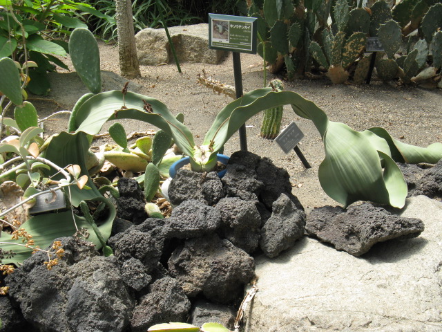 植物編のウェルウィチア科のキソウテンガイ