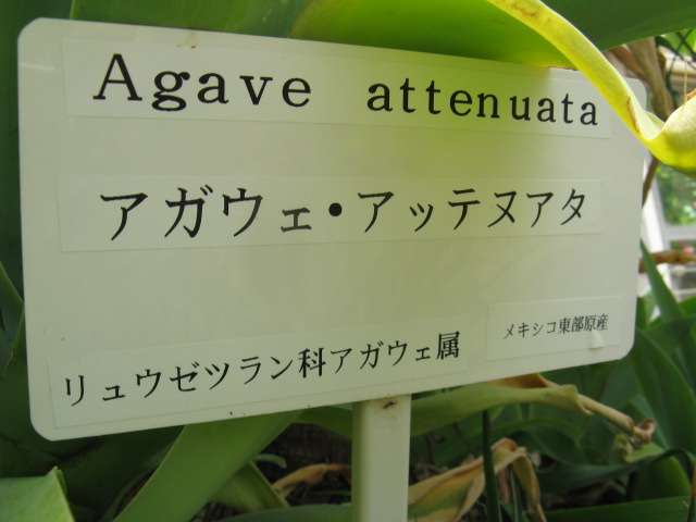 ʪԤΥ奦ĥʤΥåƥ̥ʥåƥ̥