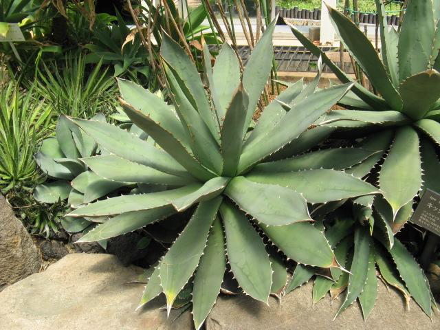 植物編のリュウゼツラン科のキッショウカン（吉祥冠）