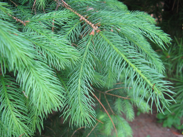 植物編のマツ科のドイツトウヒ