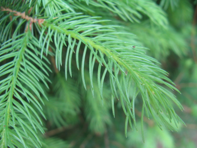 植物編のマツ科のドイツトウヒ