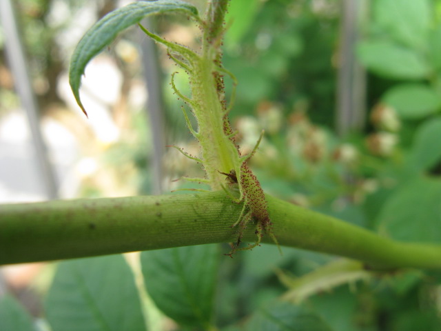 植物編のバラ科のノイバラ（野茨）