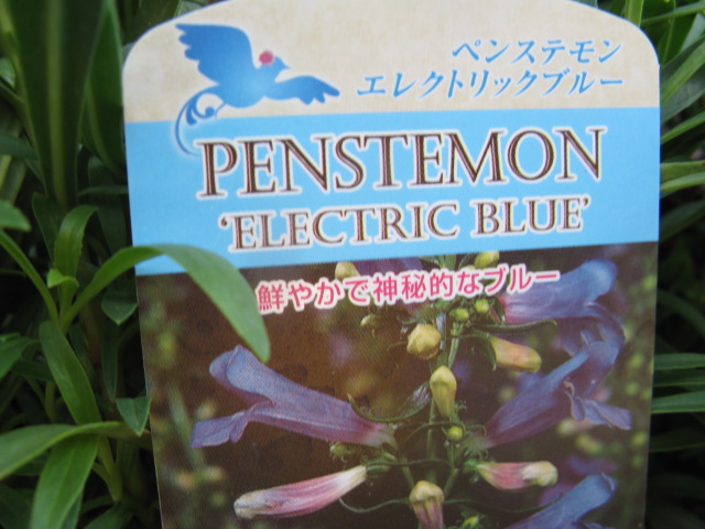 植物編のゴマノハグサ科のペンステモン エレクトリックブルー