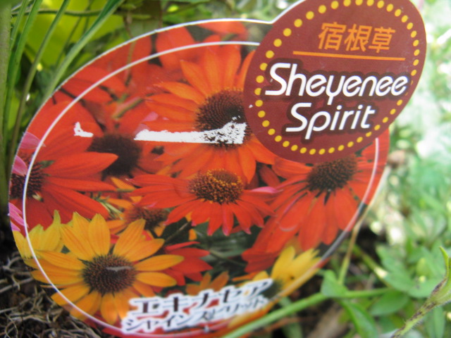 植物編のキク科のエキナセア（エキナセア）