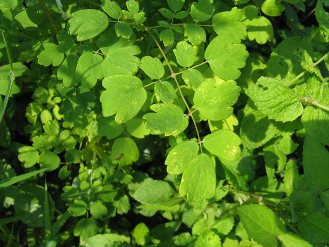 植物編のキンポウゲ科のアキカラマツ（秋唐松）