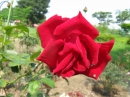 植物編のバラ科のバラ（ベルサイユノバラ）（薔薇）