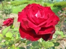 植物編のバラ科のバラ（ベルサイユノバラ）（薔薇）