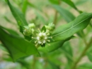 植物編のユキノシタ科のタコノアシ(蛸の足)