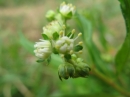 植物編のユキノシタ科のタコノアシ(蛸の足)