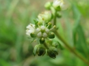 植物編のユキノシタ科のタコノアシ(蛸の足)