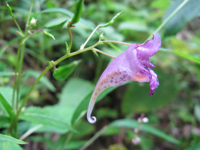 植物編のツリフネソウ科のツリフネソウ