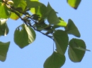 植物編のカツラ科のカツラ（桂）