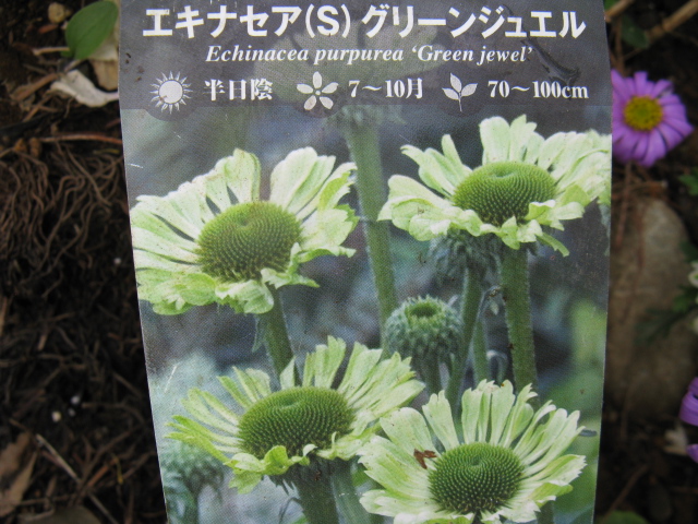 植物編のキク科のエキナセア（エキナセア）