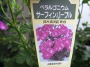 ʪԤΥեʤΥڥ르˥(ڥ르˥)