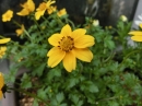 植物編のキク科のウインターコスモス(ウインターコスモス)