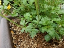 植物編のキク科のウインターコスモス(ウインターコスモス)