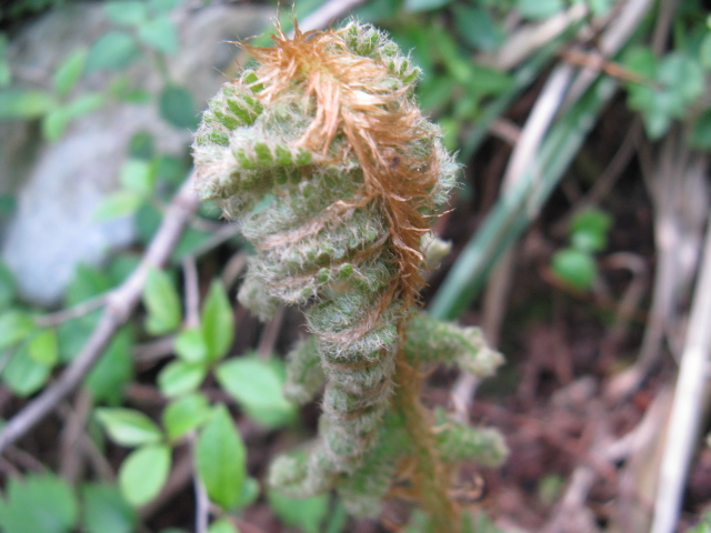 植物編のゼンマイ科のヤマドリゼンマイ（山鳥薇）