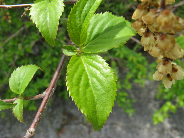 植物編のキブシ科のキブシ（木五倍子）