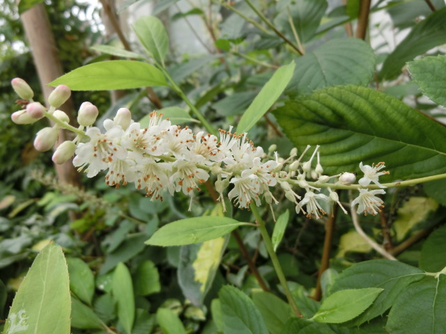 植物編のズイナ科のズイナ（髄菜）
