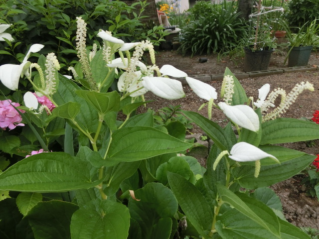 植物編のドクダミ科のハンゲショウ（半夏生）