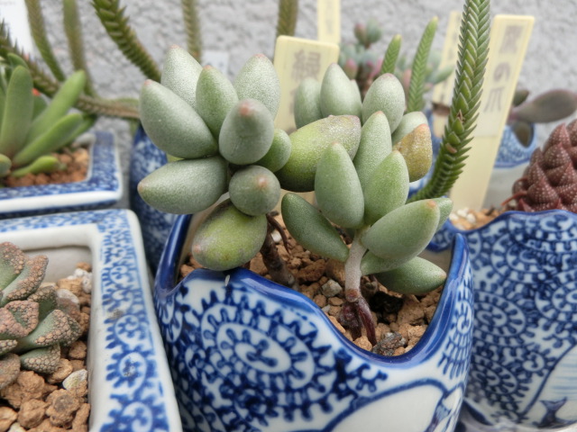 植物編のベンケイソウ科のミドリガメノタマゴ