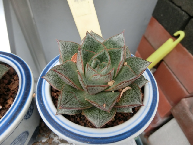 植物編のベンケイソウ科のアオヤマト（青大和）