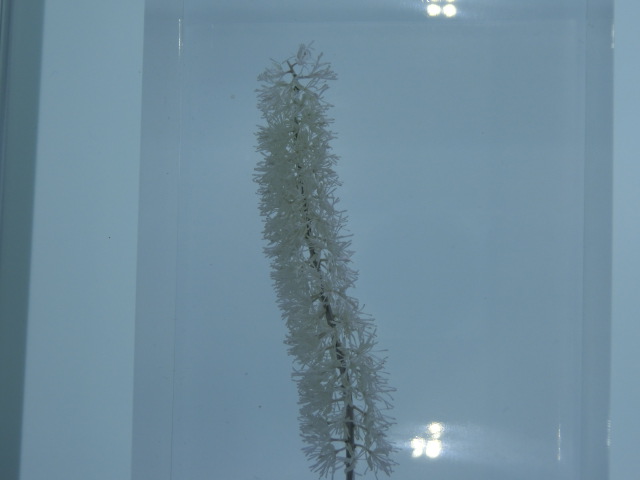 植物編のキンポウゲ科のサラシナショウマ（晒菜升麻）