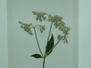 植物編のオミナエシ科のオトコエシ（男郎花）