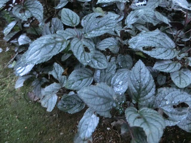 植物編のキツネノマゴ科のヘミグラフィス アルテルナータ
