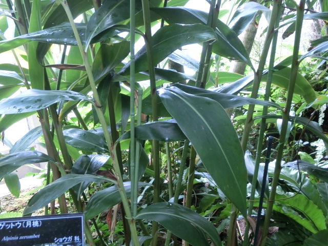 植物編のショウガ科のゲットウ（月桃）