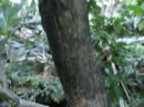 植物編のサガリバナ科のゴバンノアシ（碁盤の脚）